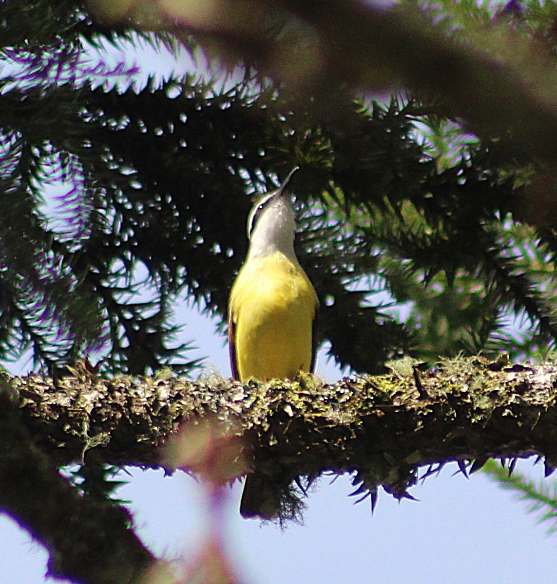 Great Kiskadee - ML646488407