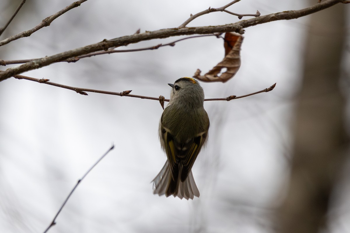 Golden-crowned Kinglet - ML646488408