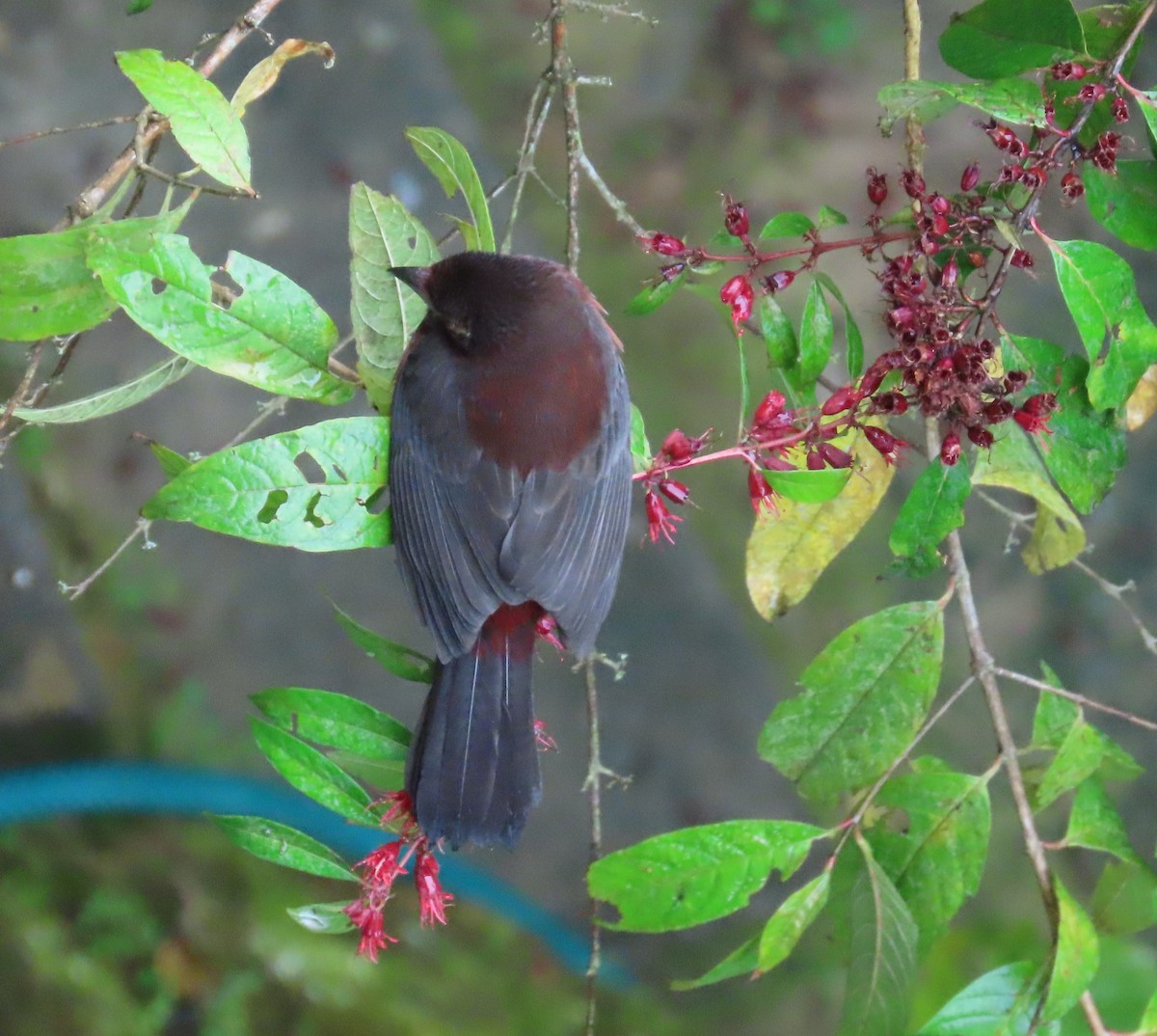 Silver-beaked Tanager - ML646488412