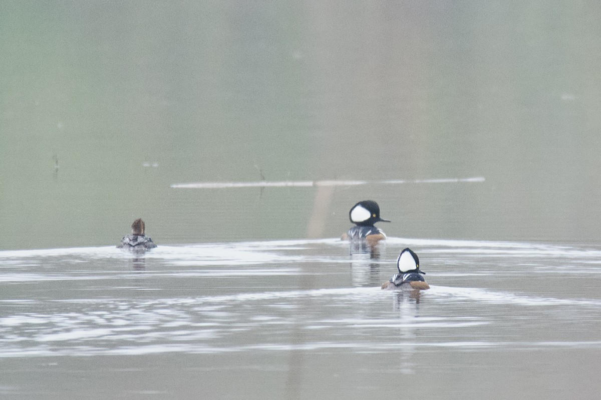 Hooded Merganser - ML646488413