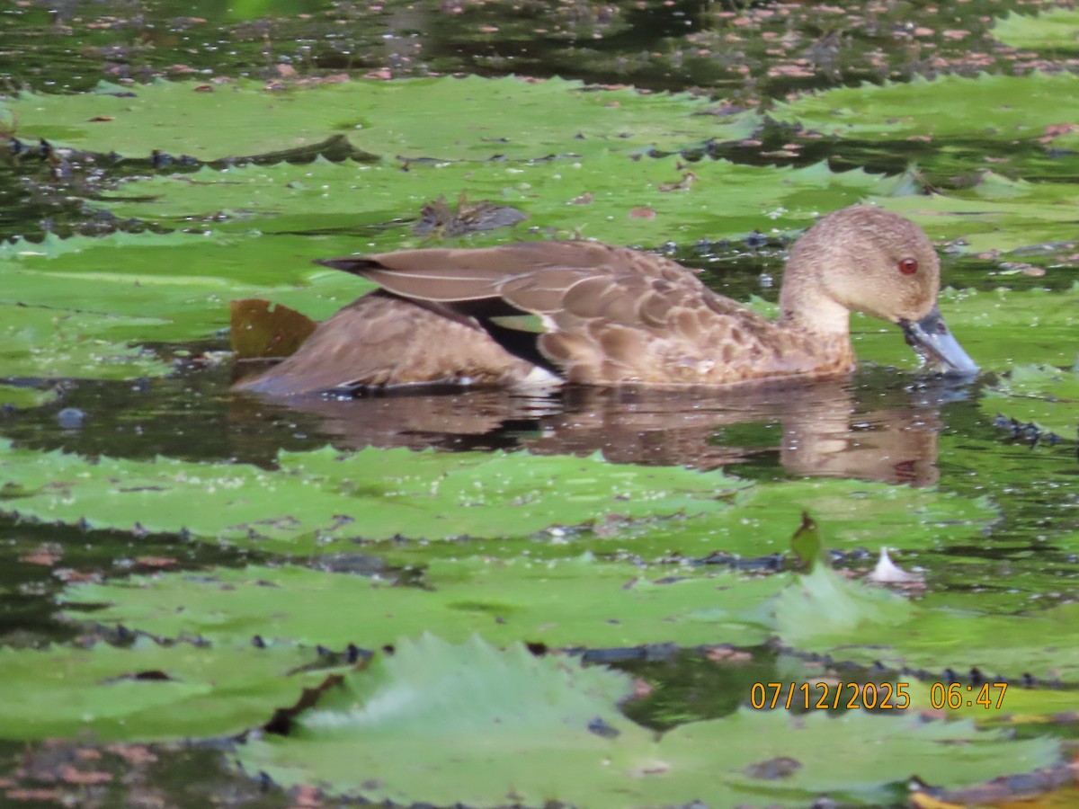 Australente - ML646488415