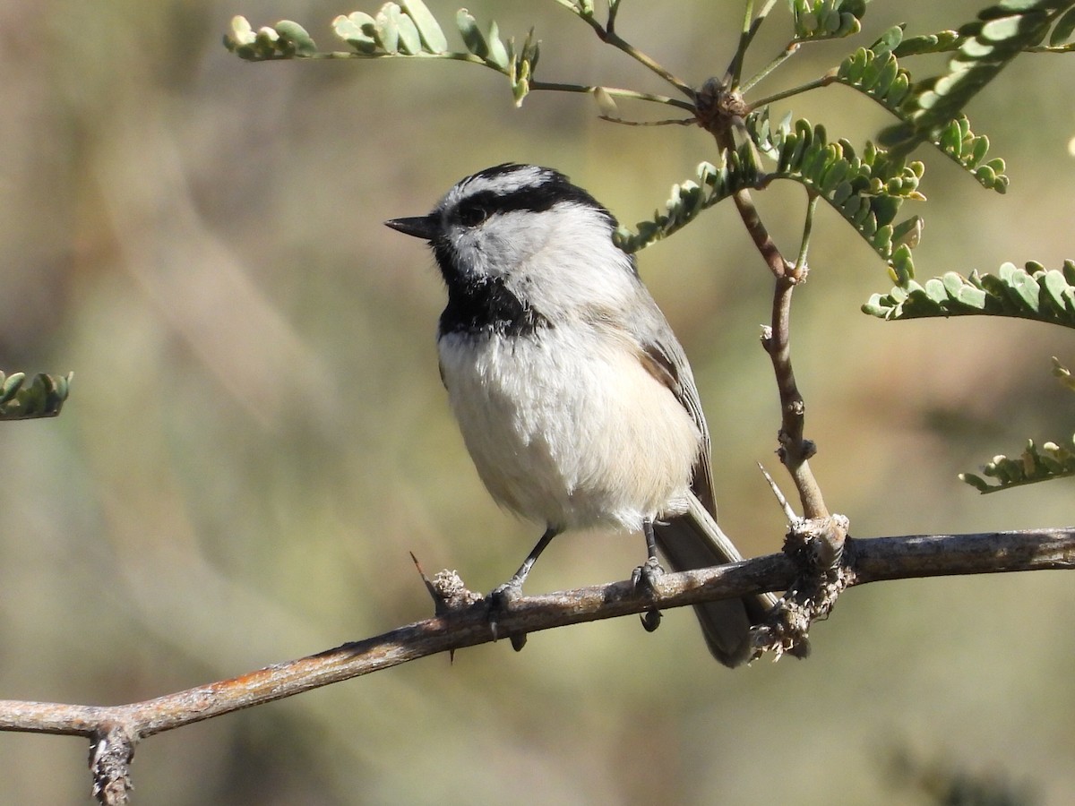 sýkora horská - ML646488416