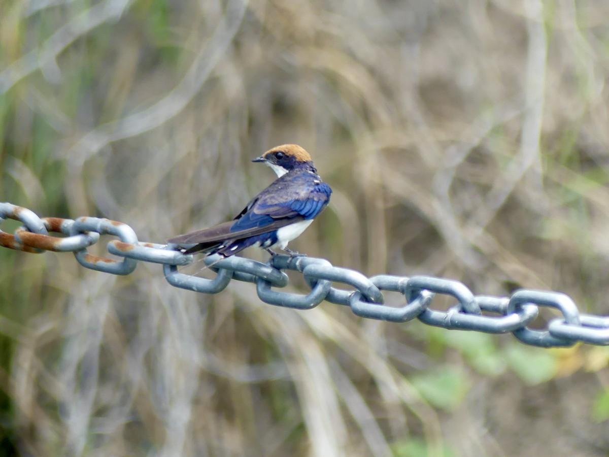 Rotkappenschwalbe - ML646488420