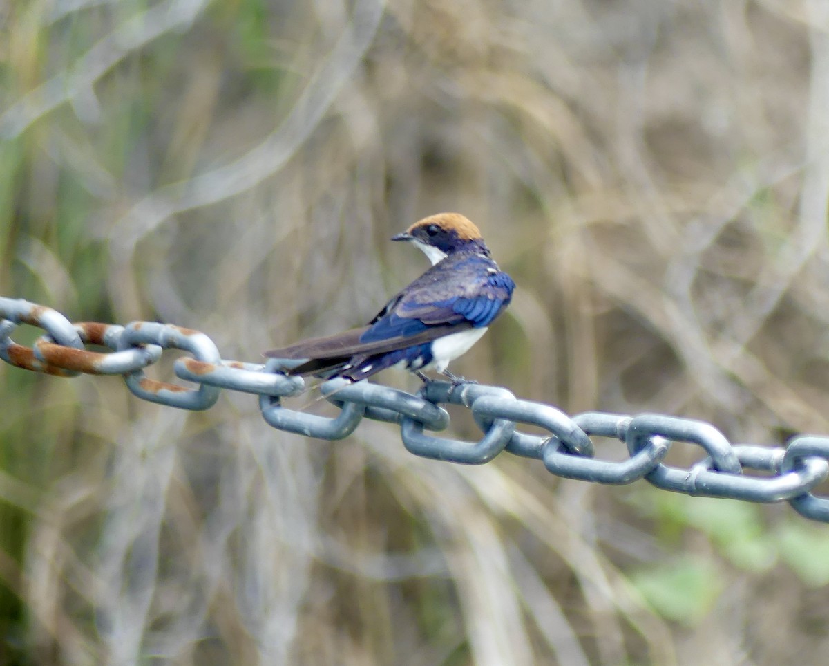 Rotkappenschwalbe - ML646488422