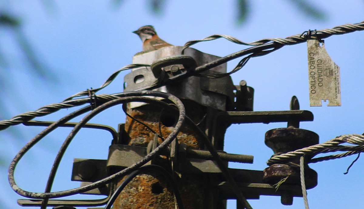 Rufous-collared Sparrow - ML646488423