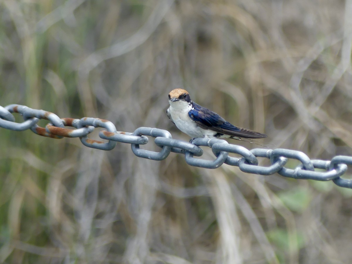 Rotkappenschwalbe - ML646488424