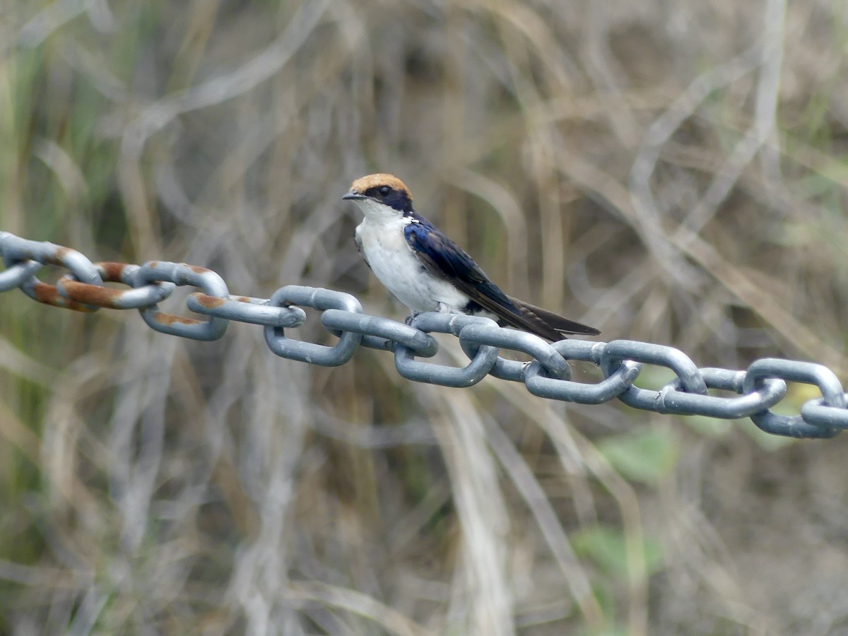 Rotkappenschwalbe - ML646488425