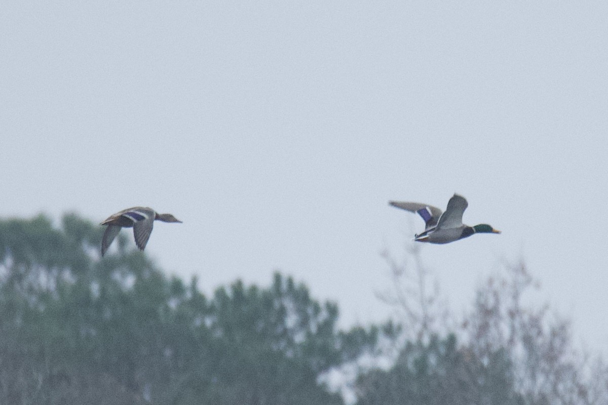 Mallard - ML646488426