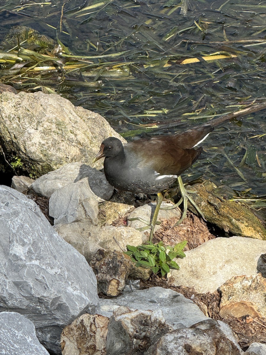 Common Gallinule - ML646488430