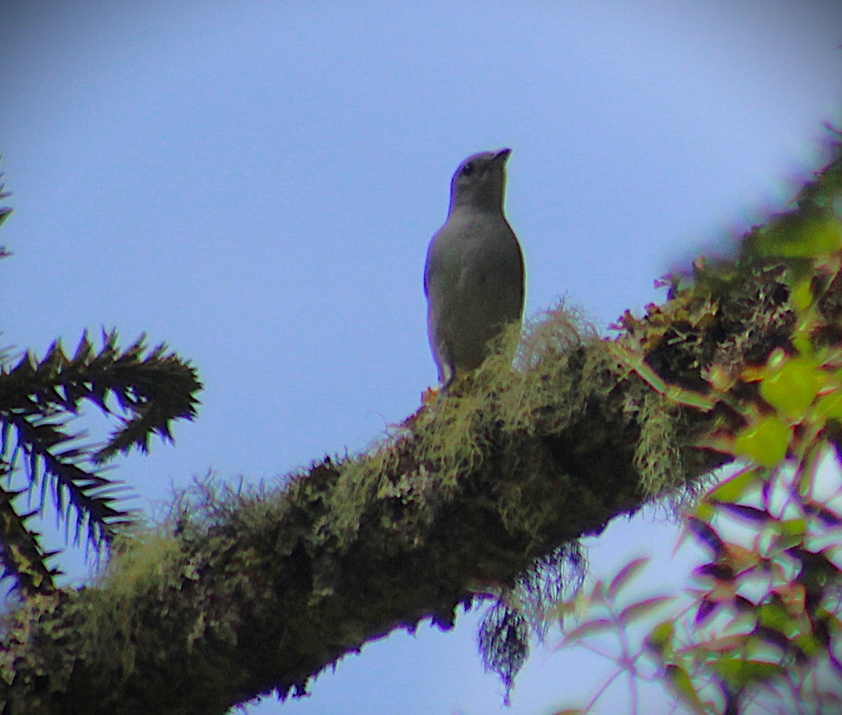 Sayaca Tanager - ML646488431