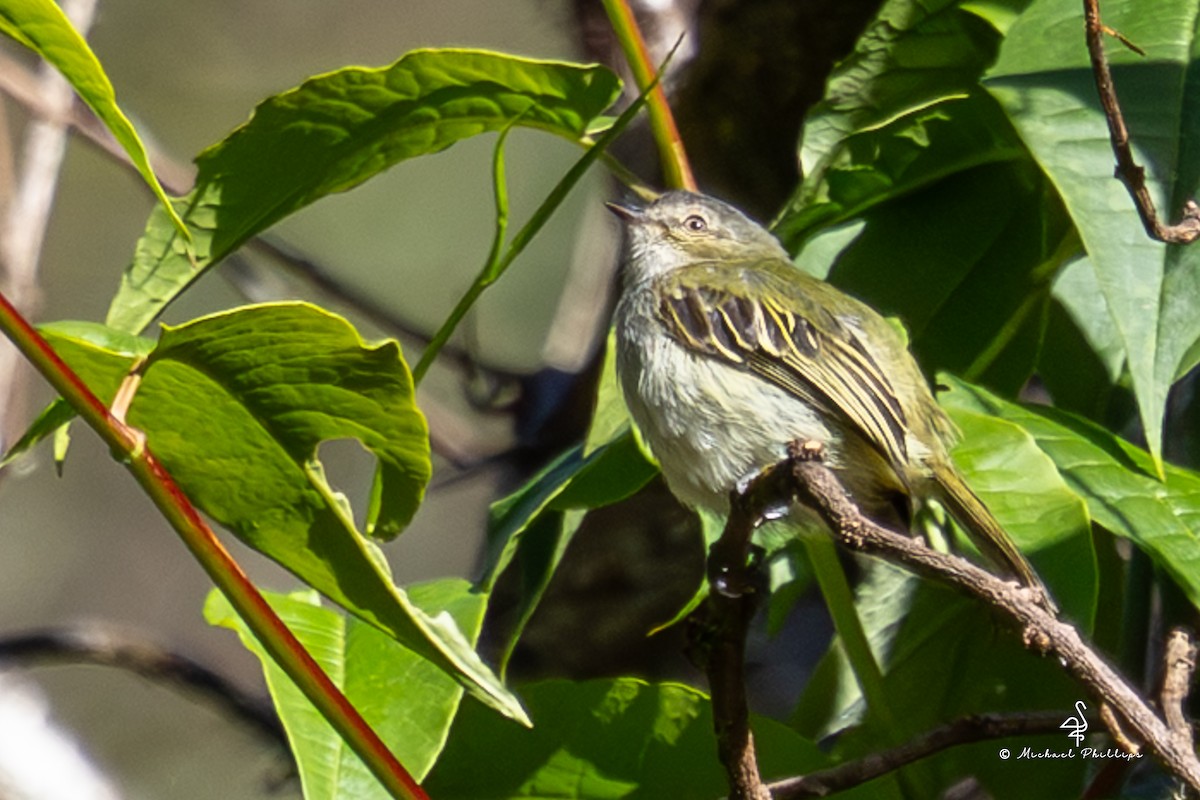 Mistletoe Tyrannulet - ML646488432
