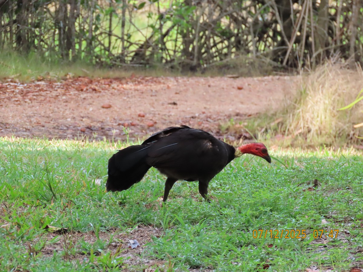 Australbuschhuhn - ML646488436