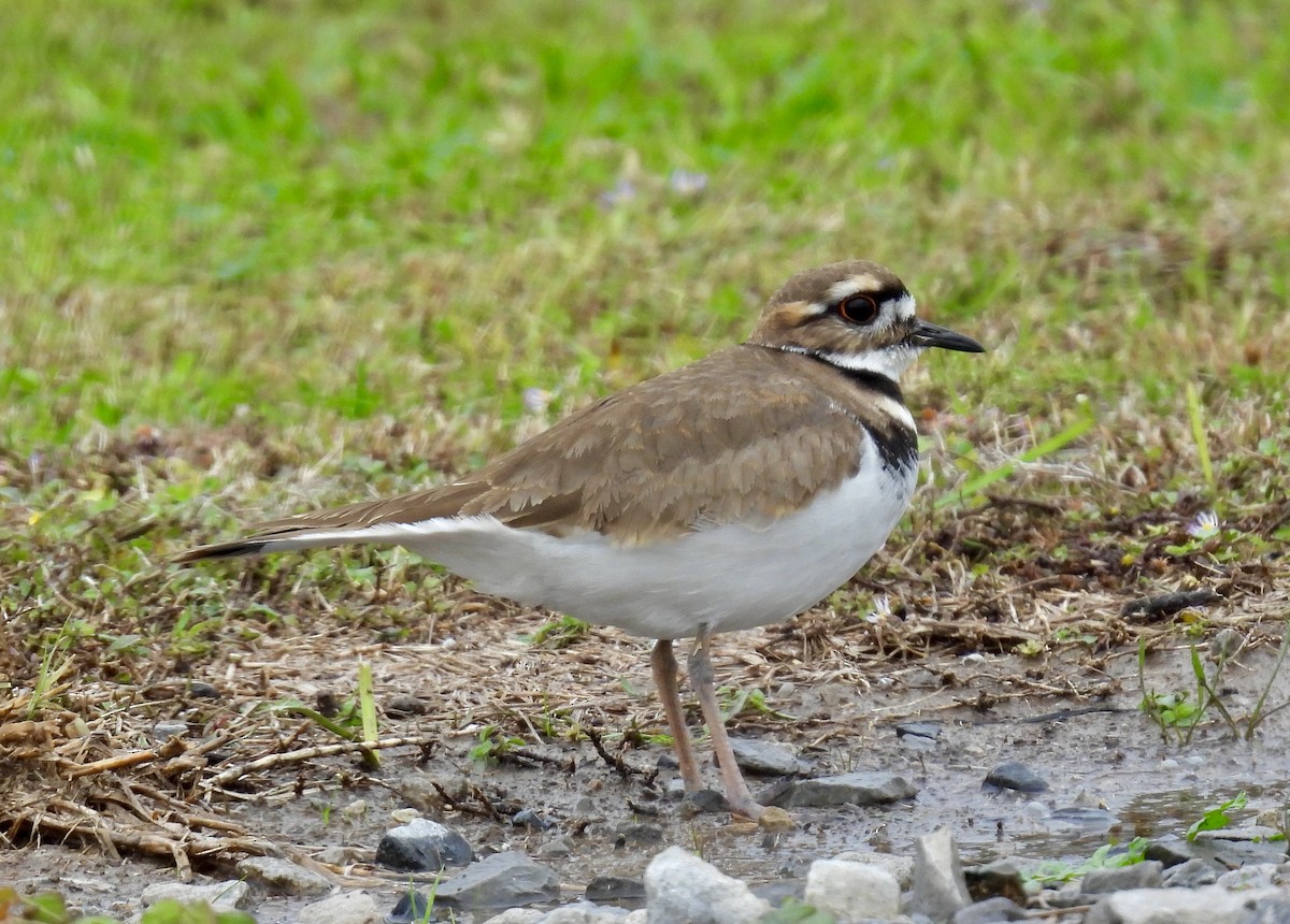 Killdeer - ML646488437