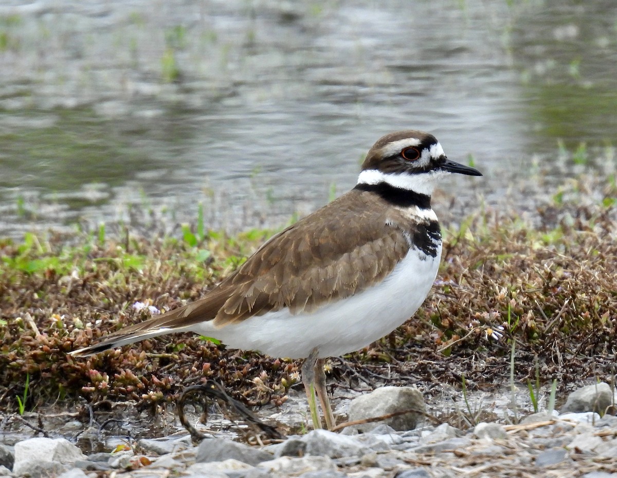 Killdeer - ML646488438