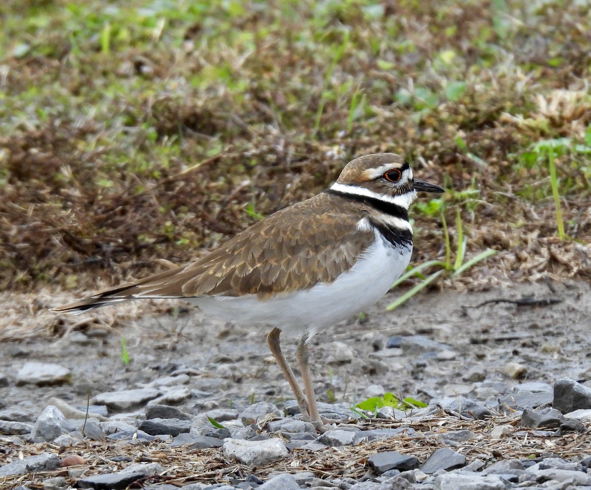 Killdeer - ML646488439