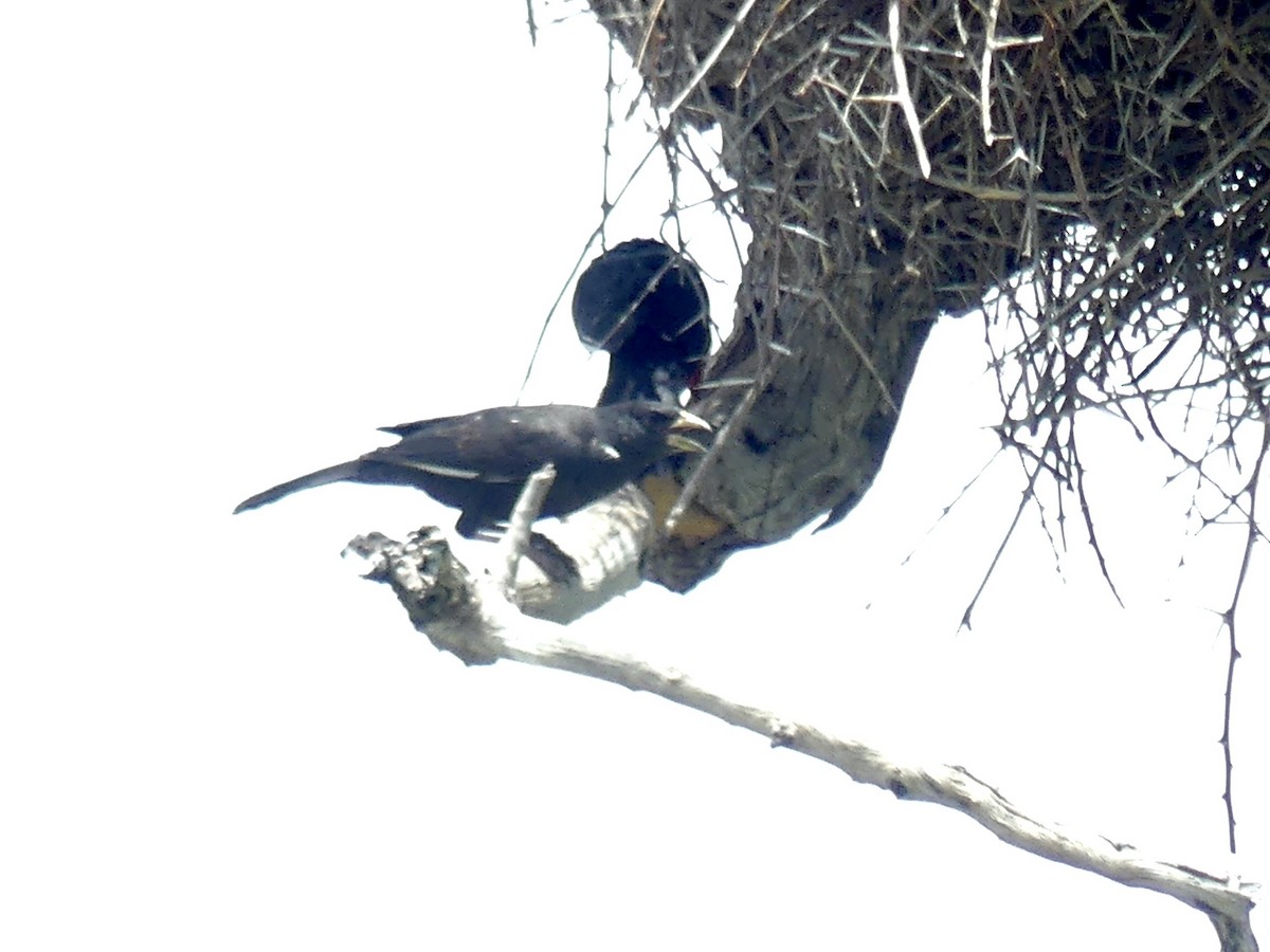 Büffelweber - ML646488442