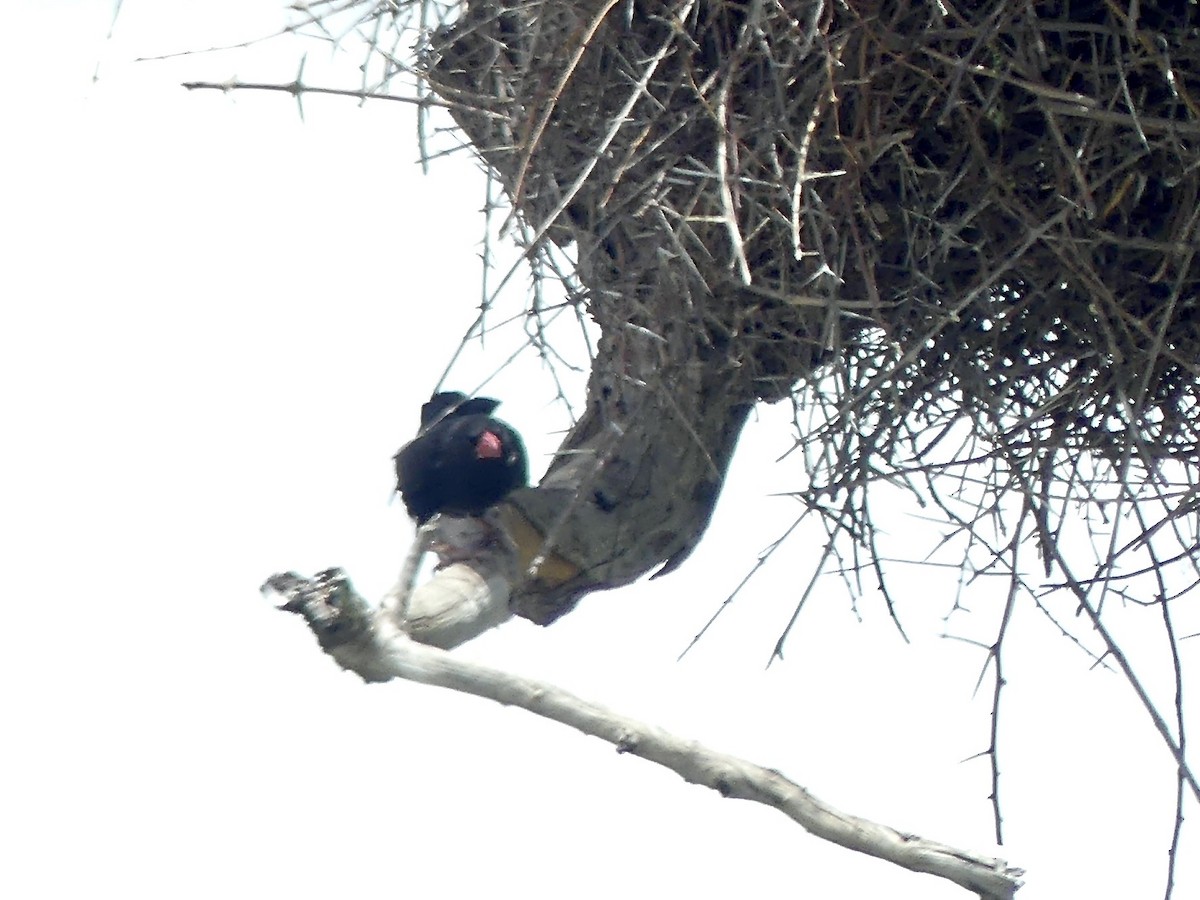 Büffelweber - ML646488443