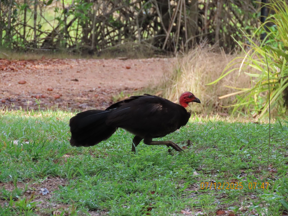 Australbuschhuhn - ML646488444