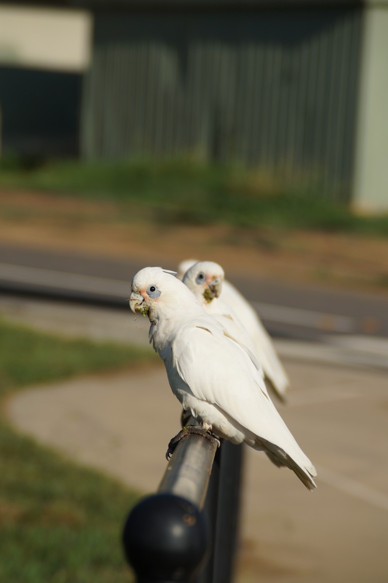 Little Corella - ML646488445