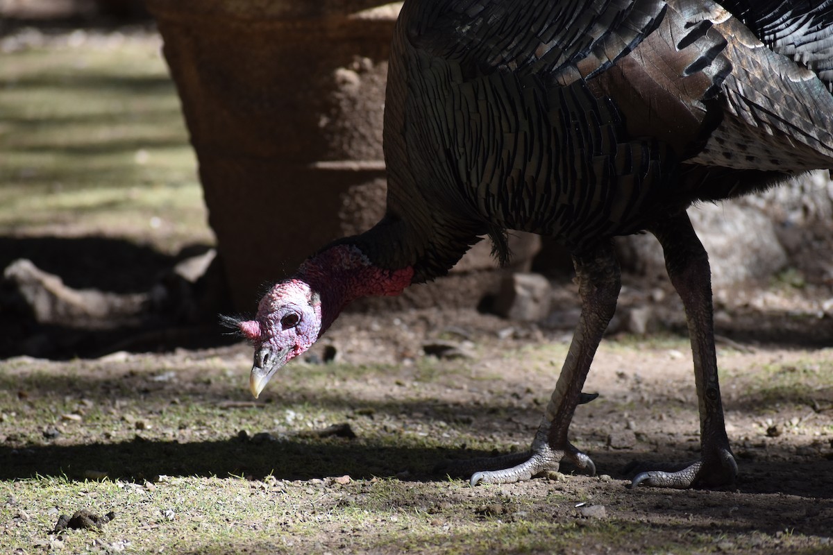 Wild Turkey - ML646488446