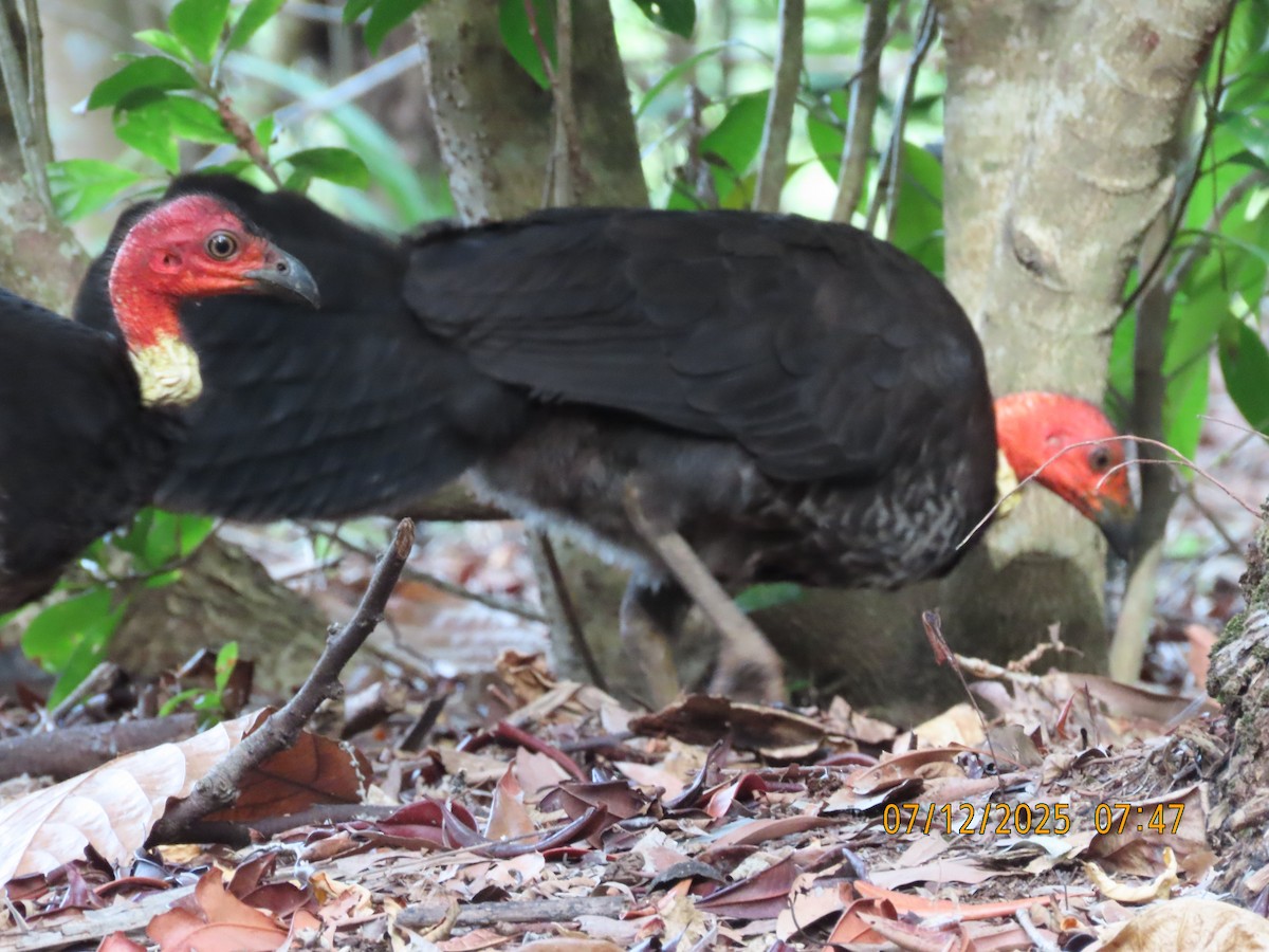 Australbuschhuhn - ML646488447