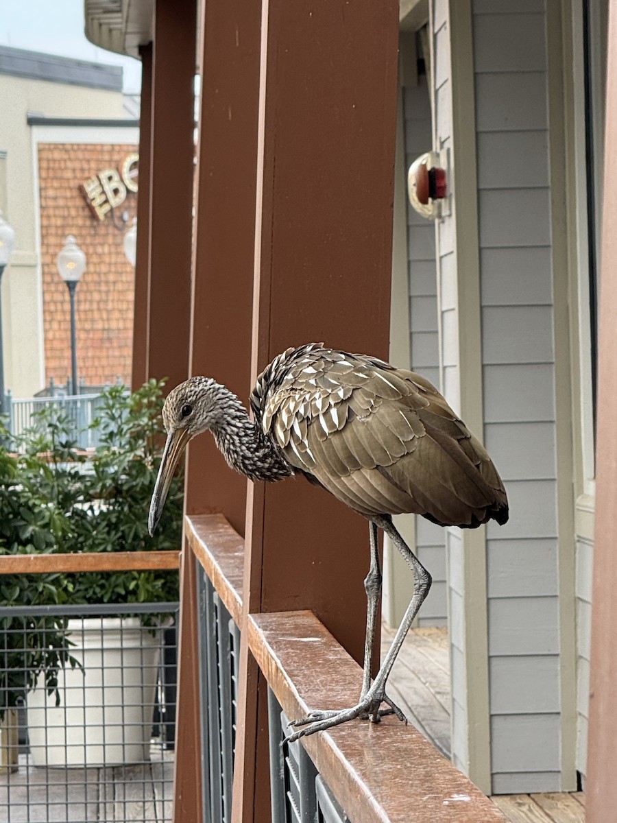 Limpkin - ML646488448