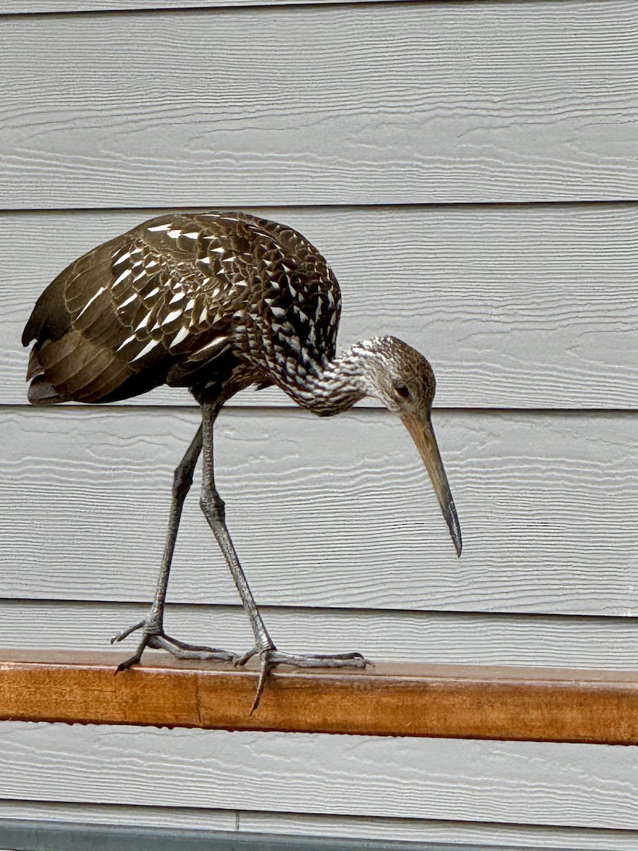 Limpkin - ML646488449