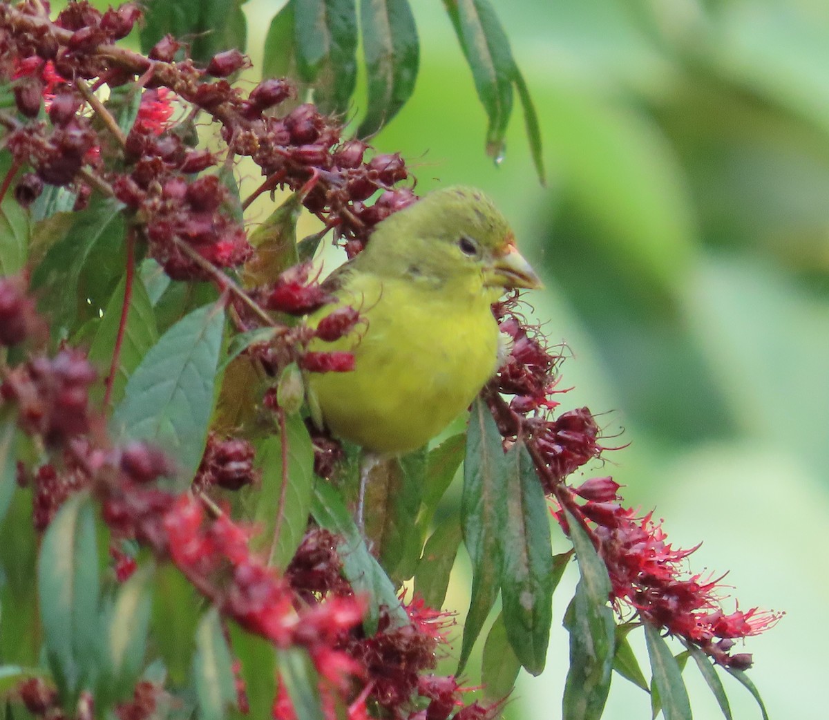 Lesser Goldfinch - ML646488451