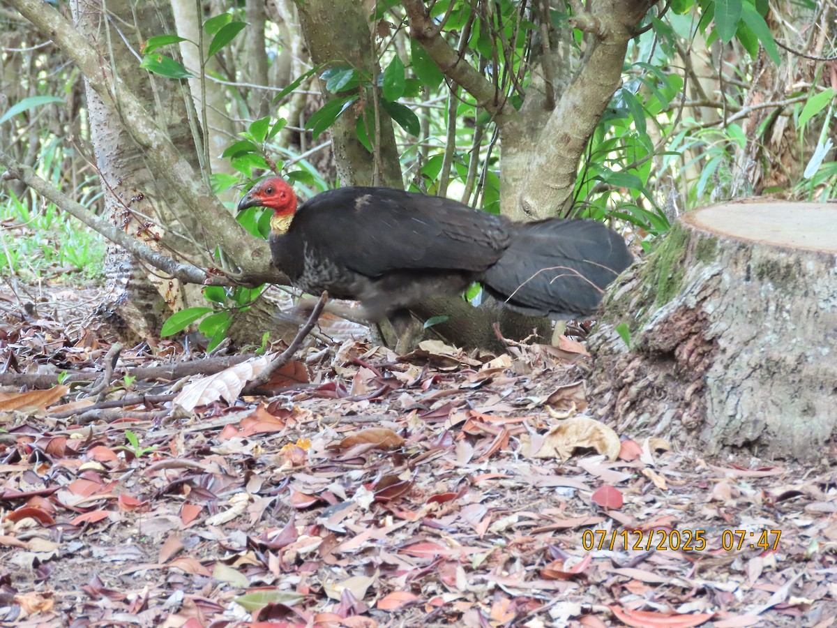 Australbuschhuhn - ML646488454