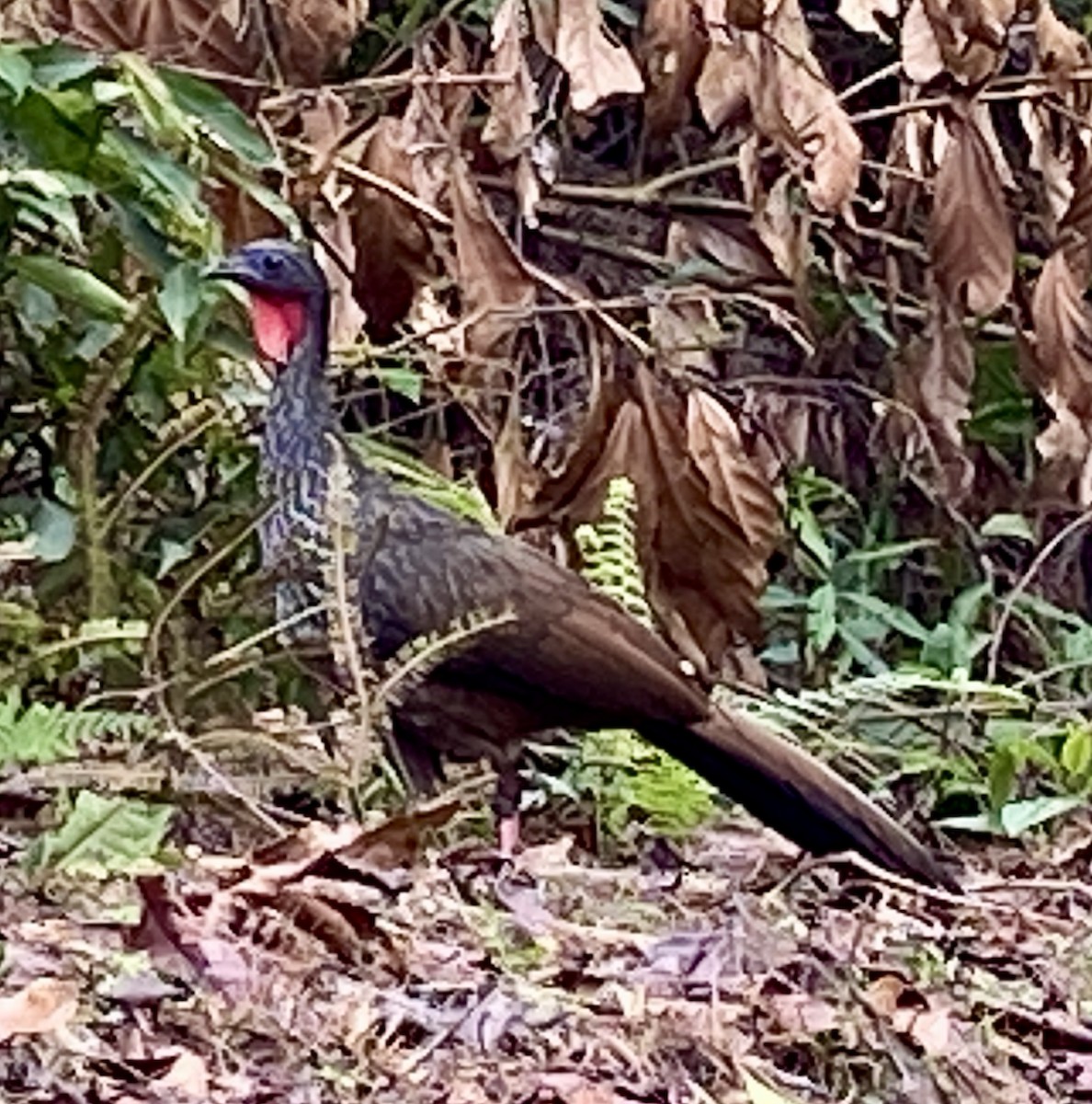 Cauca Guan - ML646488455