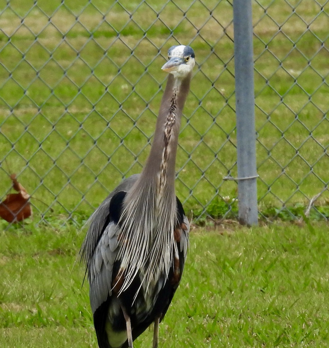 Great Blue Heron - ML646488456