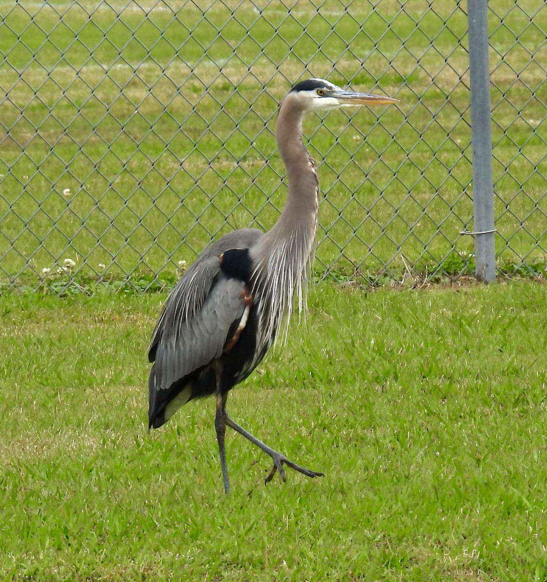 Great Blue Heron - ML646488457