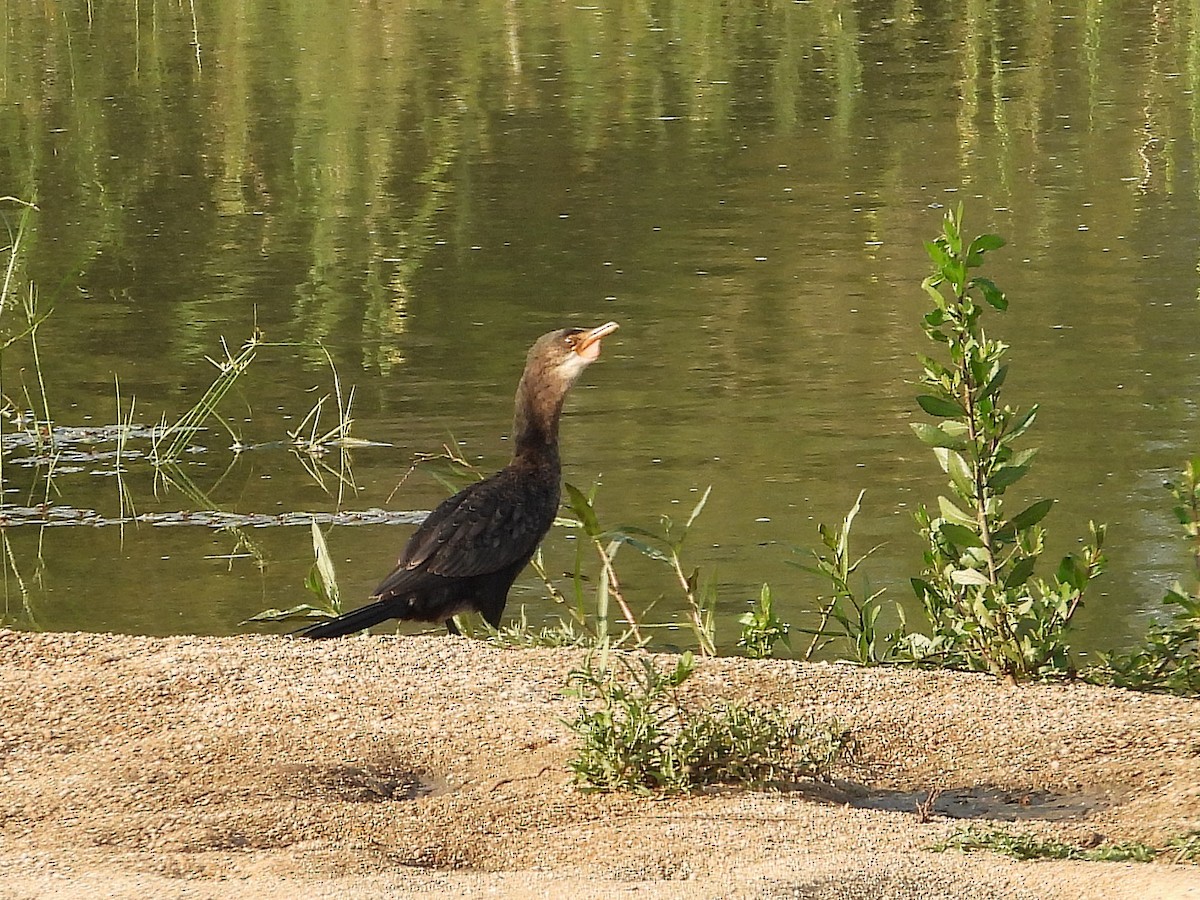 kormorán dlouhoocasý - ML646488460