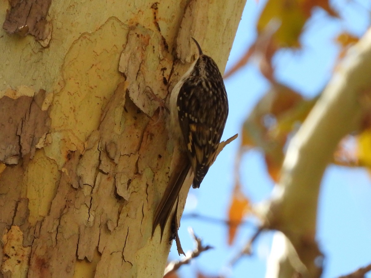 šoupálek americký - ML646488461