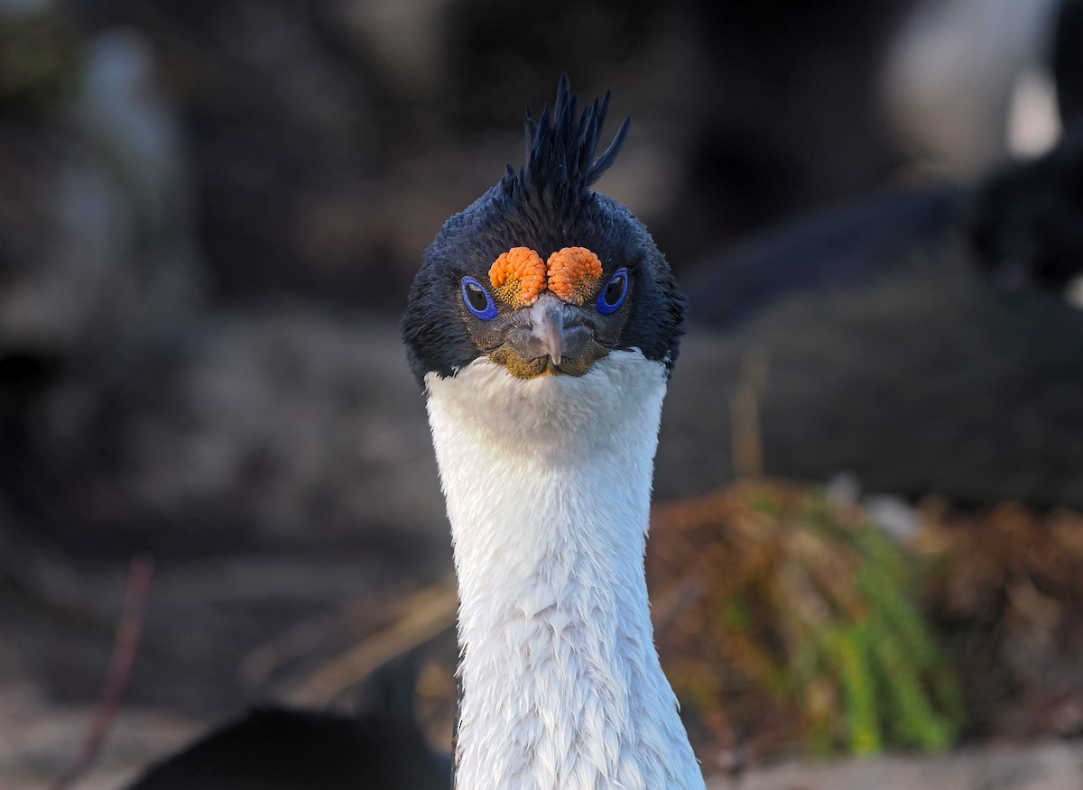 Imperial Cormorant - ML646488462