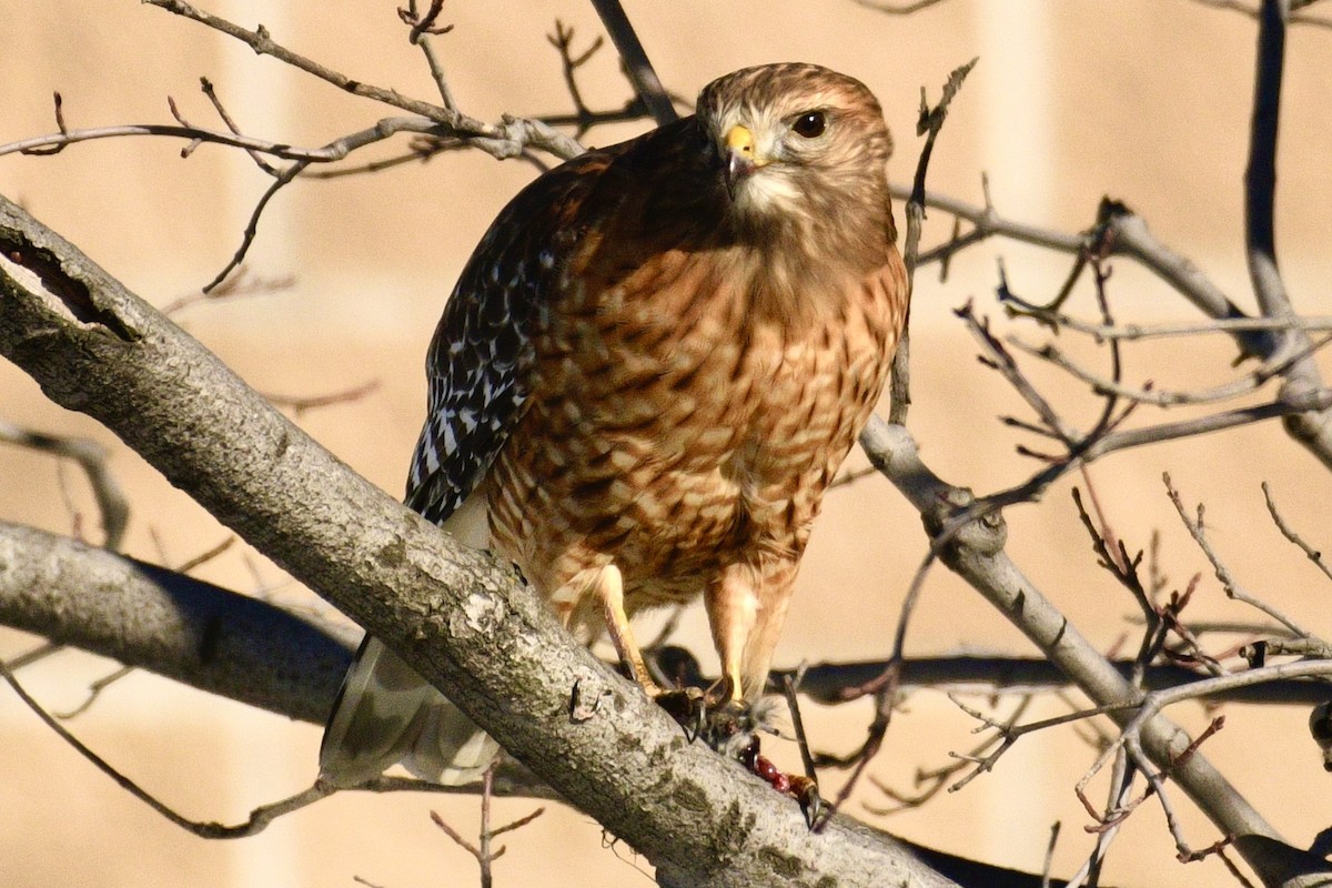 Red-shouldered Hawk - ML646488464