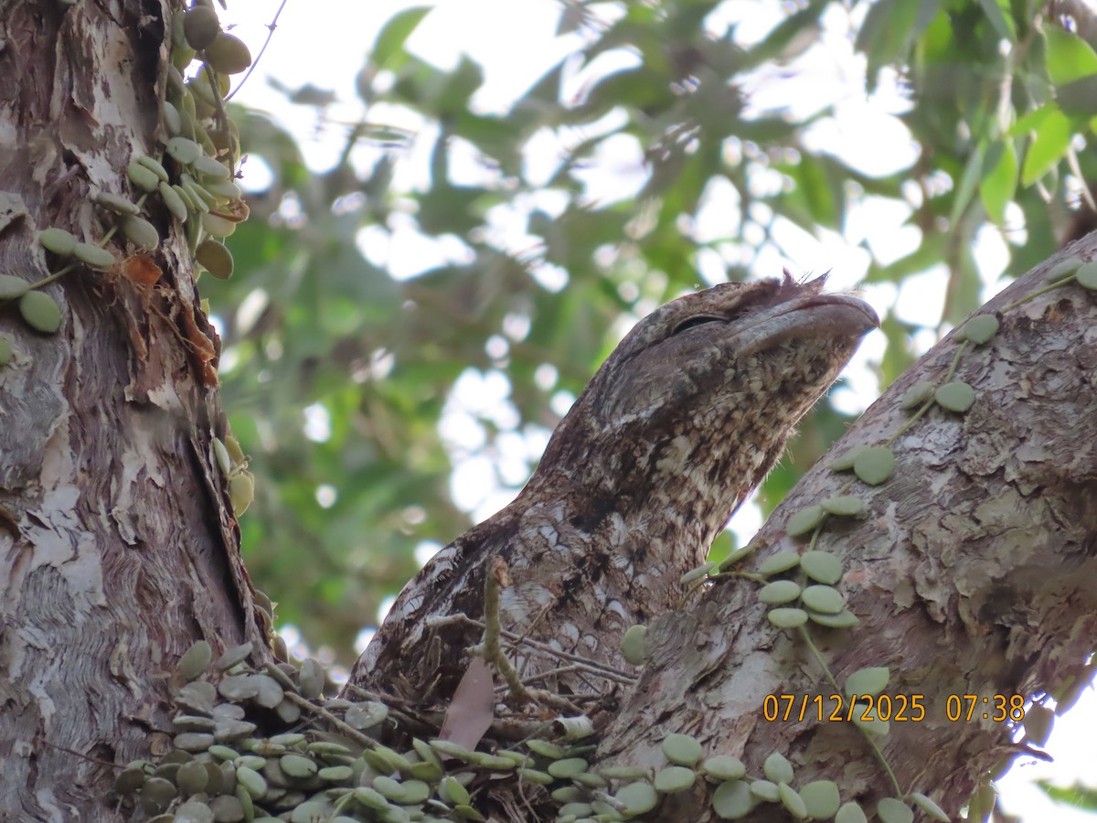 Papuaschwalm - ML646488467