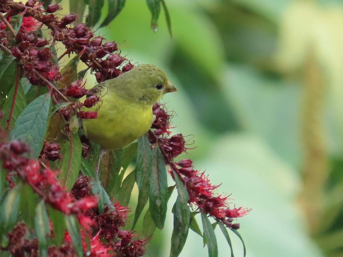Lesser Goldfinch - ML646488471