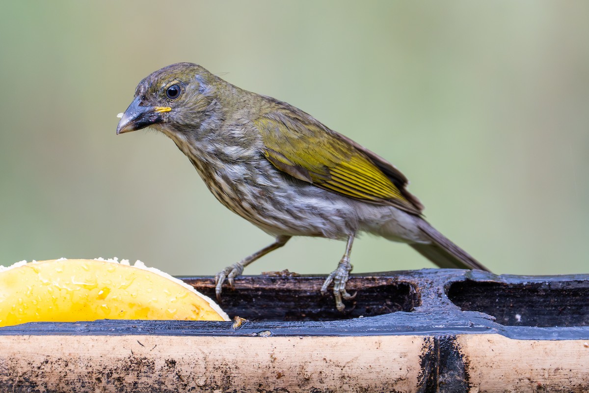 Streaked Saltator - ML646488475