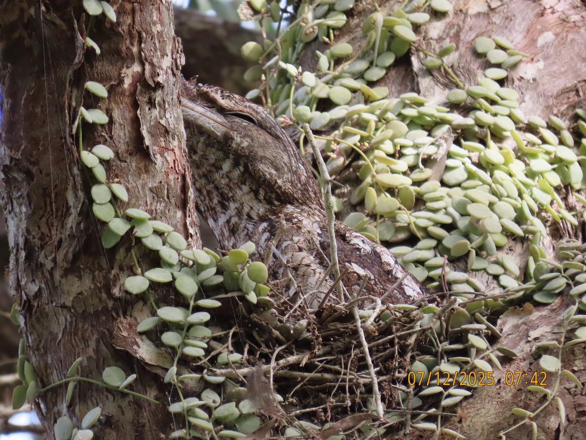 Papuaschwalm - ML646488476