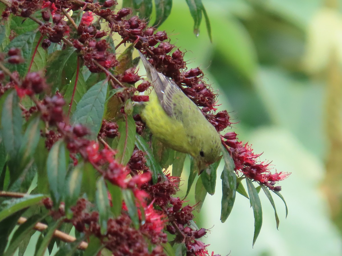 Lesser Goldfinch - ML646488477