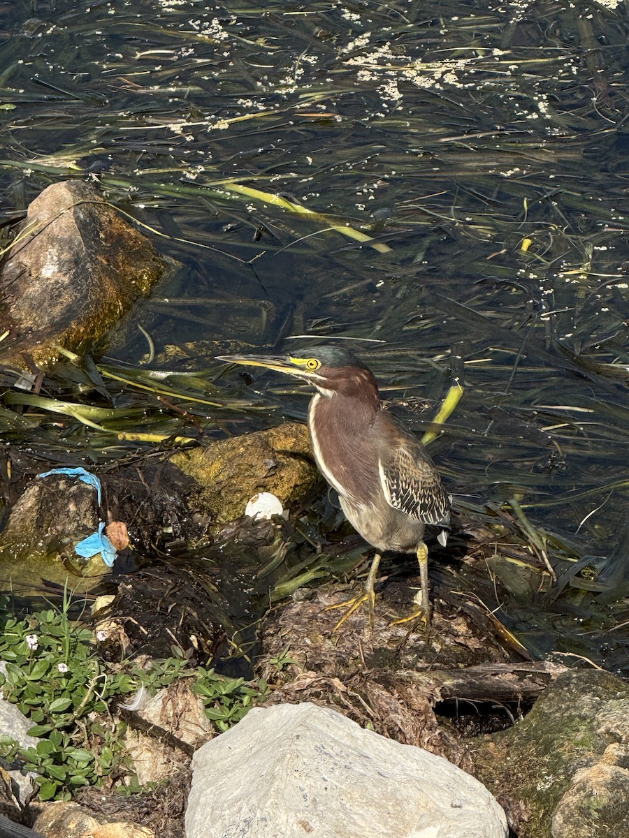 Green Heron - ML646488478