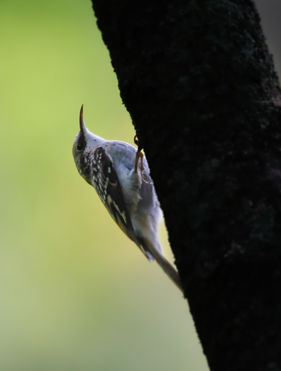 Brown Creeper - ML646488479