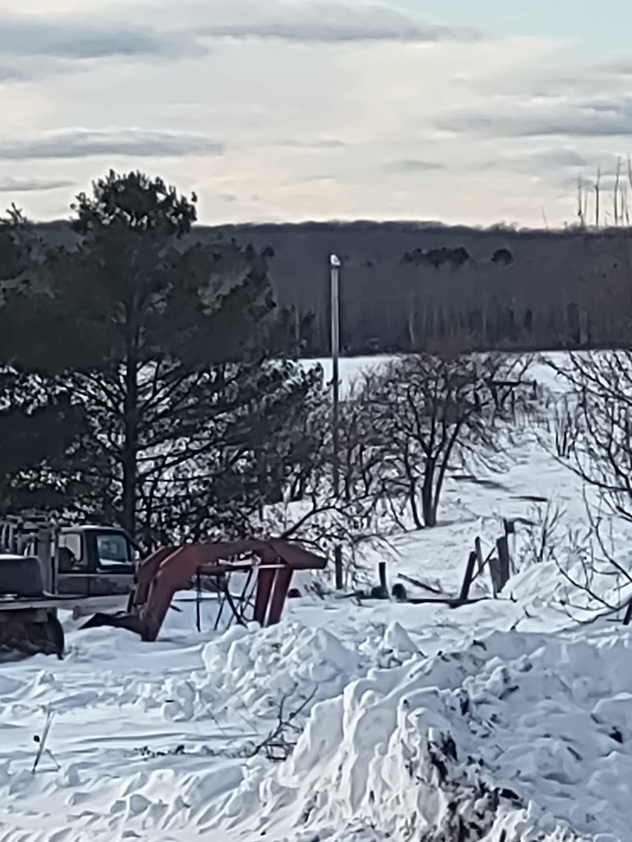 Snowy Owl - ML646488480