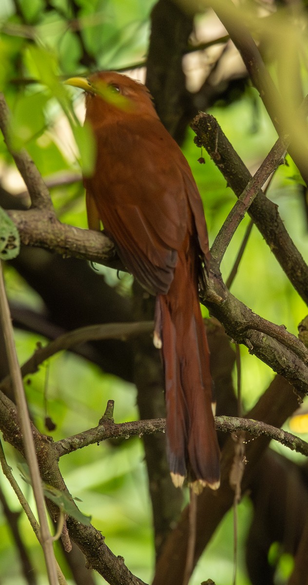 Little Cuckoo - ML646488481