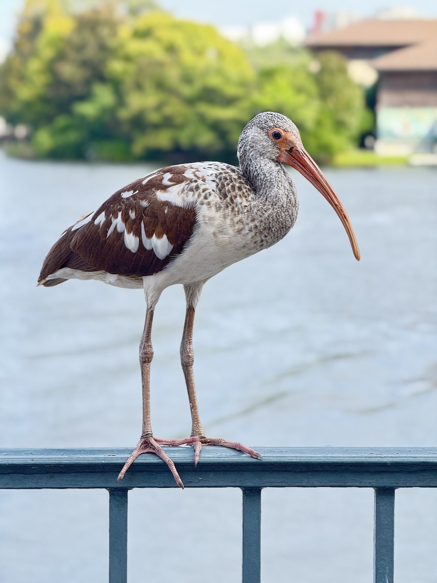 White Ibis - ML646488482