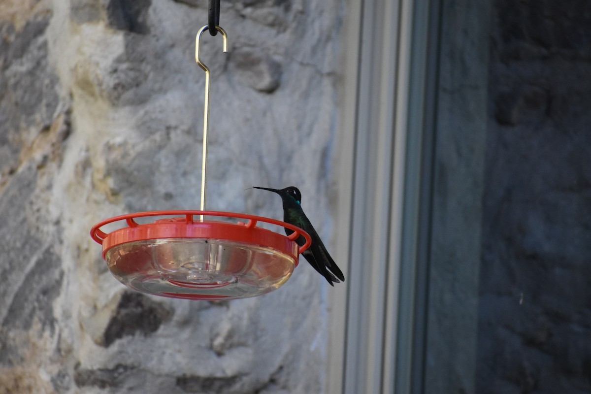 Rivoli's Hummingbird - ML646488483
