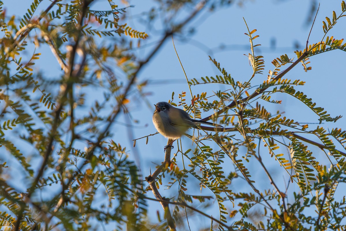 Black-tailed Gnatcatcher - ML646488484