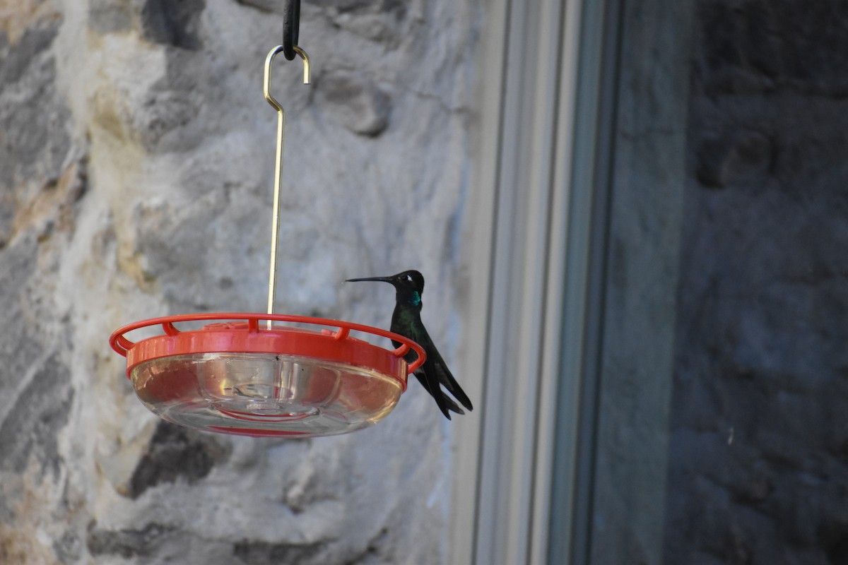 Rivoli's Hummingbird - ML646488485