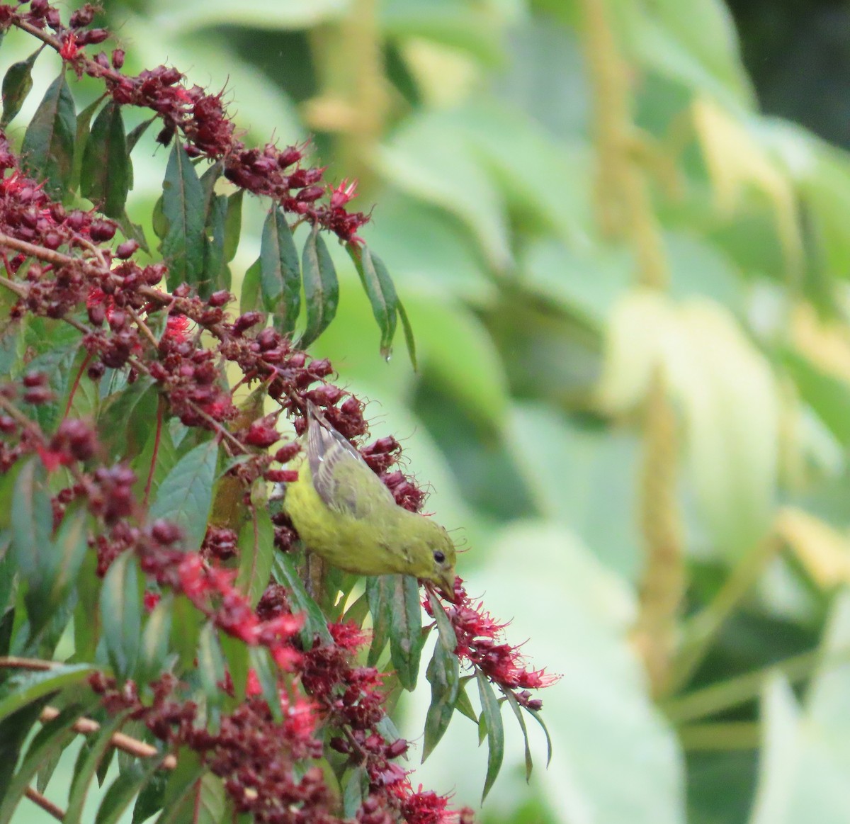 Lesser Goldfinch - ML646488488